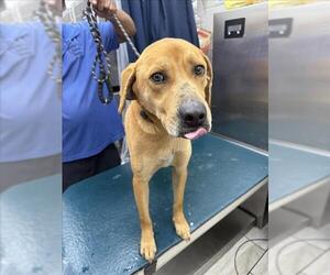 Labrador Retriever-Unknown Mix Dogs for adoption in Mobile, AL, USA