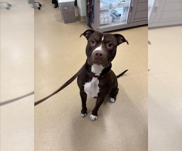 Medium Photo #1 American Pit Bull Terrier-Unknown Mix Puppy For Sale in Derwood, MD, USA