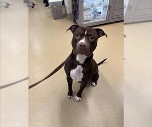 American Pit Bull Terrier-Unknown Mix Dogs for adoption in Derwood, MD, USA