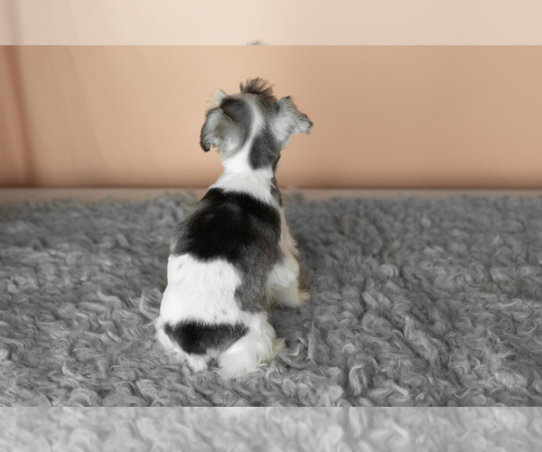 Medium Photo #4 Schnauzer (Miniature) Puppy For Sale in MILLERSBURG, IN, USA