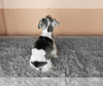 Small Photo #33 Schnauzer (Miniature) Puppy For Sale in MILLERSBURG, IN, USA