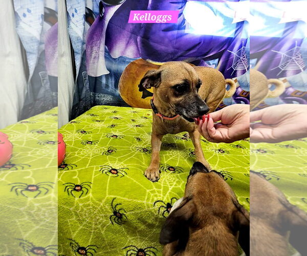 Medium Photo #1 Rat Terrier-Unknown Mix Puppy For Sale in Metairie, LA, USA