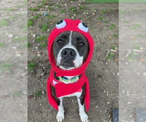 AC - Ripple - Male American Pit Bull Terrier-Beagle Mix Dog for Adoption - Photo #49