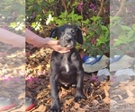Small Photo #1 Great Dane Puppy For Sale in CUEVAS, MS, USA