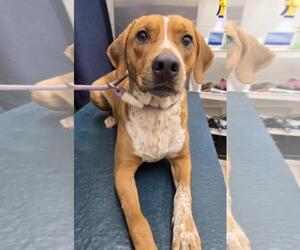 Black Mouth Cur Dogs for adoption in Mobile, AL, USA