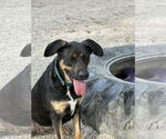 Small #5 Shepradors