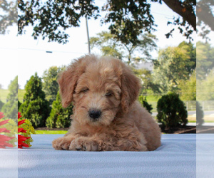 Mini Whoodle (Wheaten Terrier/Miniature Poodle) Puppy for sale in GAP, PA, USA