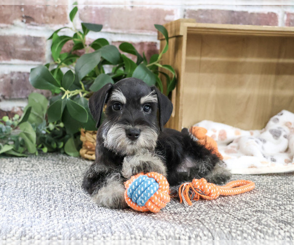 Medium Photo #3 Schnauzer (Miniature) Puppy For Sale in SYRACUSE, IN, USA