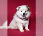 Small Photo #4 Pomeranian Puppy For Sale in CHRISTIANA, PA, USA