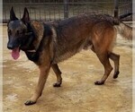 Small Photo #1 Belgian Malinois Puppy For Sale in MISSION, TX, USA