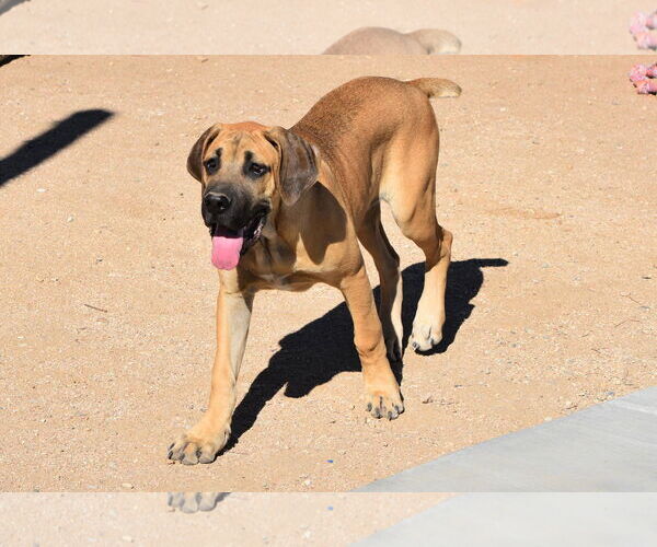Medium Photo #9 Mastiff Puppy For Sale in Hesperia, CA, USA