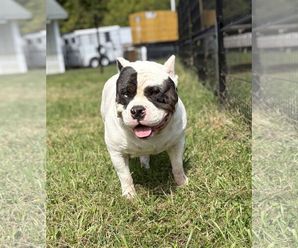 Medium Photo #3 American Bulldog-Unknown Mix Puppy For Sale in Virginia Beach, VA, USA