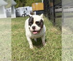 Small #2 American Bulldog Mix
