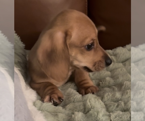 Medium Photo #1 Dachshund Puppy For Sale in CHARLOTTESVILLE, VA, USA