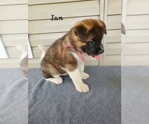 Akita Puppy for Sale in FRESNO, Ohio USA