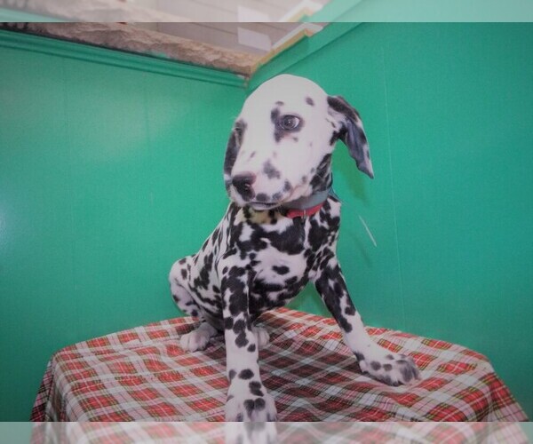 Medium Photo #2 Dalmatian Puppy For Sale in PATERSON, NJ, USA