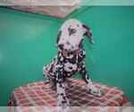 Small Photo #2 Dalmatian Puppy For Sale in PATERSON, NJ, USA