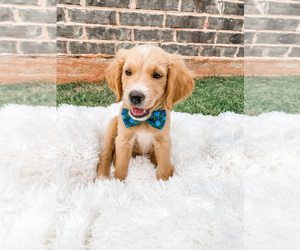 Golden Retriever-Goldendoodle Mix Puppy for sale in ABILENE, TX, USA