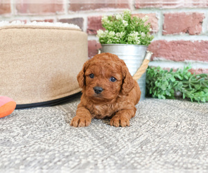 Cavapoo Puppy for sale in SYRACUSE, IN, USA