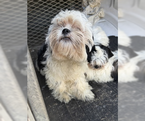 Shih Tzu Dogs for adoption in Woodbury, NY, USA