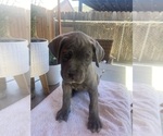 Puppy 3 Cane Corso