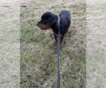 Small Photo #5 Rottweiler Puppy For Sale in COLUMBIA, TN, USA