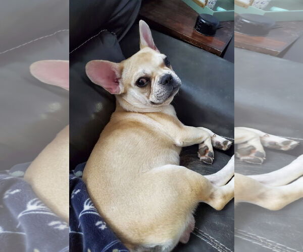 Medium Photo #2 French Bulldog Puppy For Sale in St. Louis Park, MN, USA