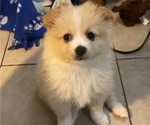 Small Photo #8 Pomeranian Puppy For Sale in CORONA, CA, USA