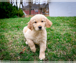 Small Photo #5 Golden Retriever Puppy For Sale in GRAND RAPIDS, MI, USA