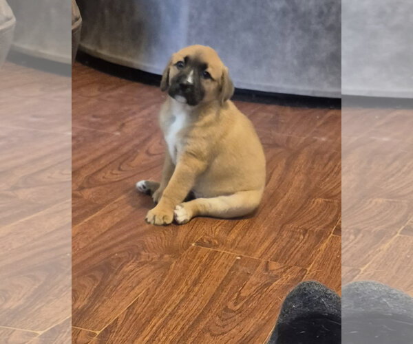 Medium Photo #3 Labrador Retriever-Unknown Mix Puppy For Sale in The Woodlands, TX, USA