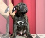 Small Photo #20 Cane Corso Puppy For Sale in COTTAGE GROVE, OR, USA