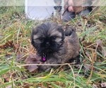 Puppy purple collar Shih Tzu