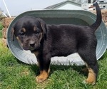 Puppy 2 Bernese Mountain Dog-English Cream Golden Retriever Mix