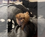 Small Photo #2 Poodle (Toy) Puppy For Sale in FLINT, MI, USA