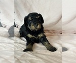 Belinda - Female Bernedoodle (Miniature) Puppy for Sale - Photo #4
