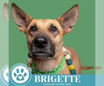 Small #24 German Shepherd Dog Mix