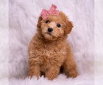 Small Photo #36 Goldendoodle (Miniature) Puppy For Sale in WARSAW, IN, USA