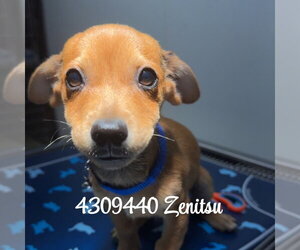 Chihuahua-Unknown Mix Dogs for adoption in Chico, CA, USA