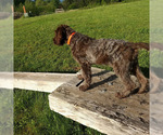 Small Photo #5 Wirehaired Pointing Griffon Puppy For Sale in WASHOUGAL, WA, USA