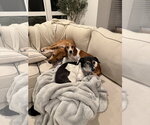 Small #6 Beagle