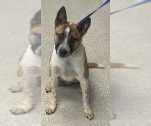 Mutt Dogs for adoption in Tallahassee, FL, USA