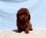 Olive - Male Poodle (Toy) Puppy for Sale - Photo #4