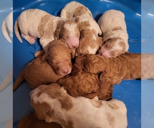 Goldendoodle Puppy for sale in FRESNO, CA, USA