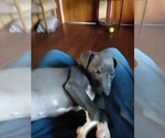 Small Photo #5 Italian Greyhound Puppy For Sale in MIAMI, OK, USA