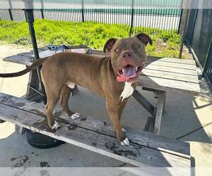 American Pit Bull Terrier-Unknown Mix Dogs for adoption in Orange, CA, USA