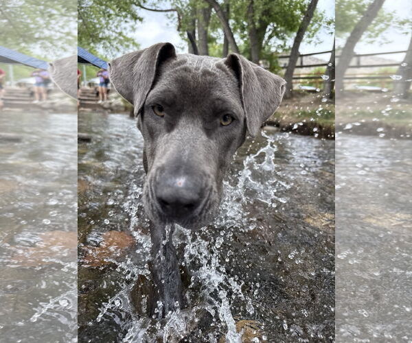 Medium Photo #3 Blue Lacy-Unknown Mix Puppy For Sale in Aurora, CO, USA