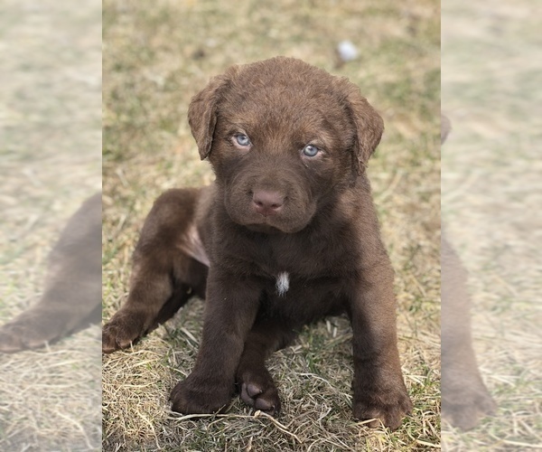 View Ad Chesapeake Bay Retriever Puppy for Sale near Colorado, GREELEY