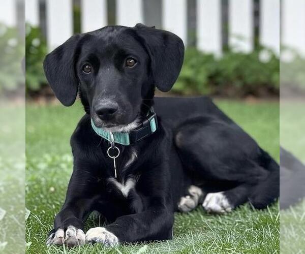 Medium Photo #7 Labrador Retriever-Unknown Mix Puppy For Sale in San Diego, CA, USA