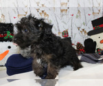 Small Photo #25 YorkiePoo Puppy For Sale in CHANUTE, KS, USA