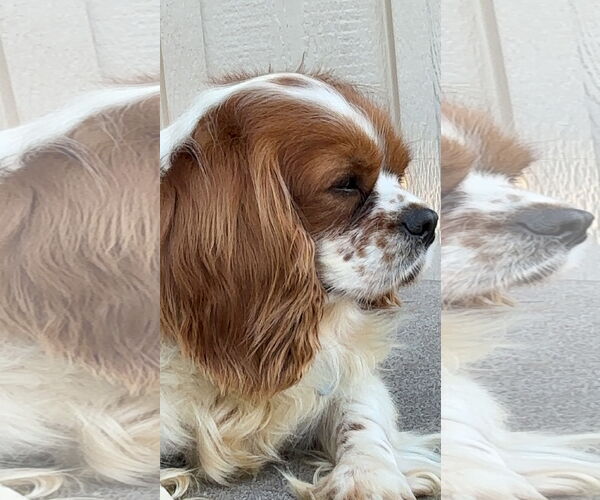 Medium Photo #4 Cavalier King Charles Spaniel Puppy For Sale in St. Louis Park, MN, USA